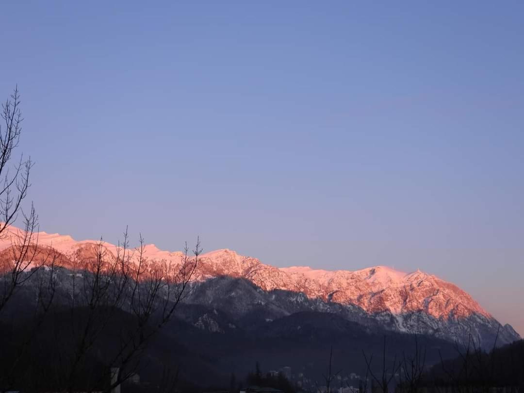 Alpineview