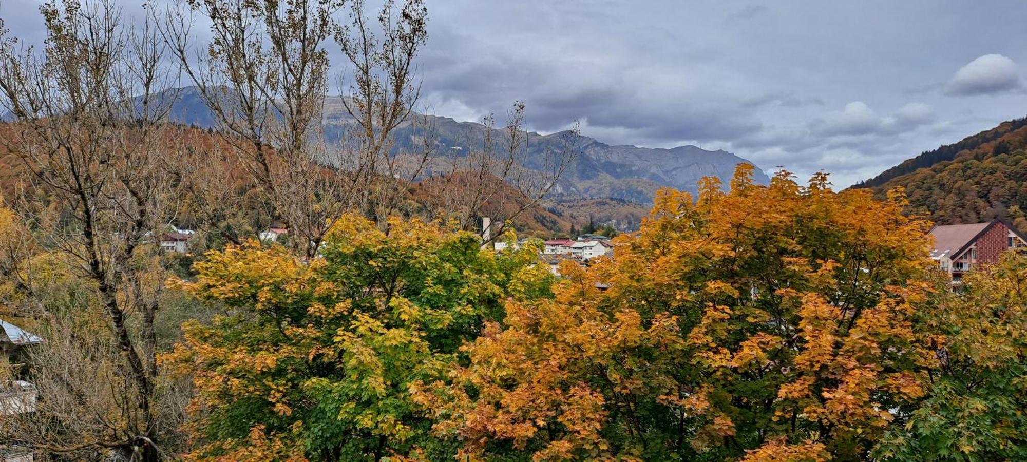 Alpineview *